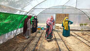 2021-afghanistan-safran-gewaechshaus-frauen.jpg Vier Frauen in einem Gewächshaus, wo Safran angebaut wird, Afghanistan 2021.