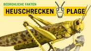Poster Heuschreckenplage.
