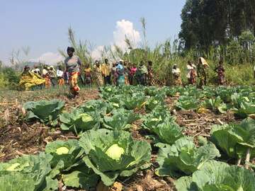 Die Farmer Field School der Welthungerhilfe bei Beni Die Farmer Field School der Welthungerhilfe bei Beni.
