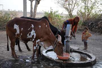 Dürre in Indien Zwei Kühe trinken Wasser aus einem Brunnen