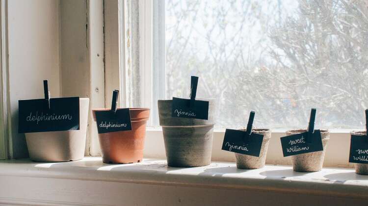 2022-gaertnern_fensterbank_toepfe_copyright_kelly-sikkema_unsplash.jpg Mini-Garten auf der Fensterbank: Sechs Töpfe stehen mit Beschriftung auf der Fensterbank, 2022.