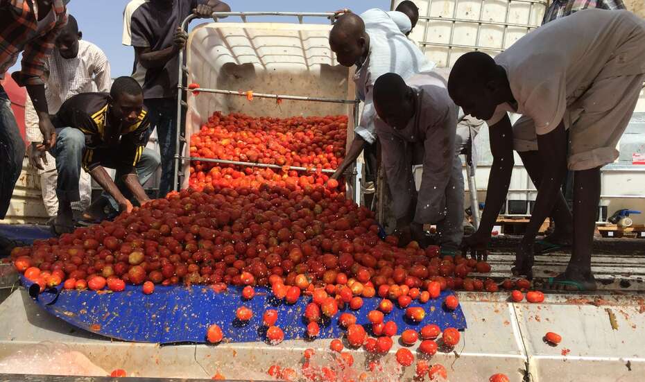 Nigeria_Tomaten_Verarbeitung.jpg