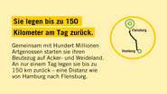 2020-illustration-heuschreckenposter-fact-04