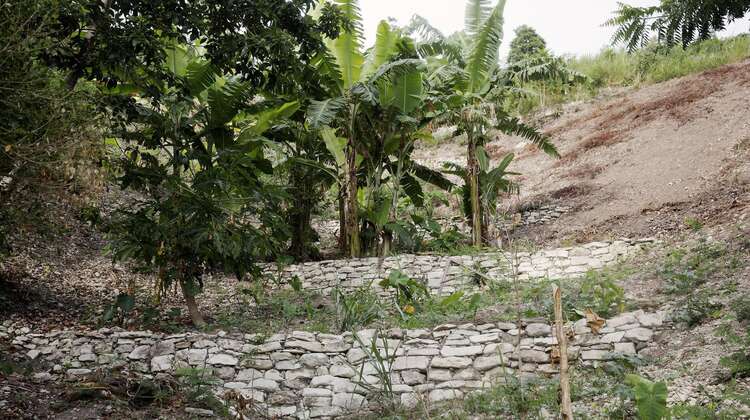 Haiti: Bauern kämpfen gegen die Folgen des Klimawandels Erosionsschutz in Haiti: Aufnahme von Steinwälle, die die Böden sichern