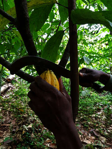 Kakao-Bäume werden mit geschärfter Machete beschnitten, Sierra Leone.