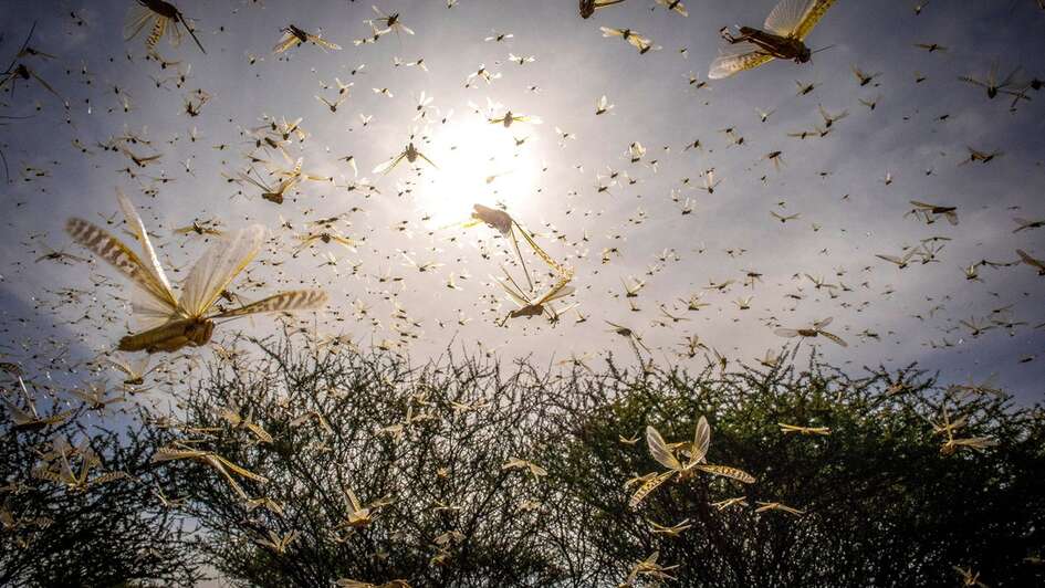 Viele fliegende Heuschrecken, im Hintergrund sieht man Bäume und Gebüsche.