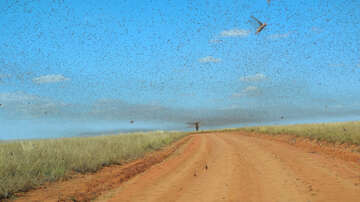 2014_Swarm_of_Locusts.jpg