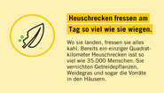 2020-illustration-heuschreckenposter-fact-05