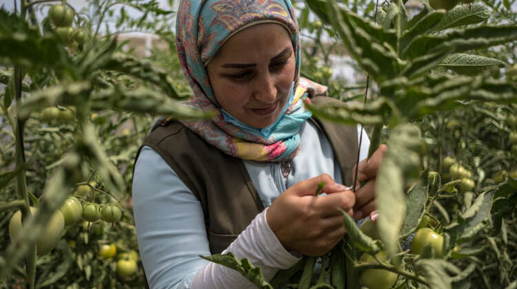 2021-jahresbericht-2020-libanon-lokale-produktion-verbindet.jpg Eine Frau im Tomatenfeld, Libanon 2020.
