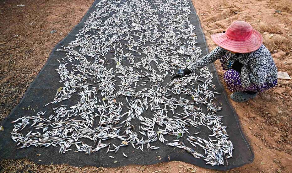 Kambodscha_Fisch_Einkommen.jpg