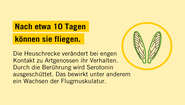 Heuschrecken können nach 10 Tagen fliegen