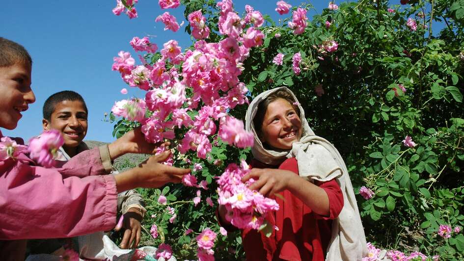 Rosenprojekt der Welthungerhilfe drei Kinder spielen mit Rosen