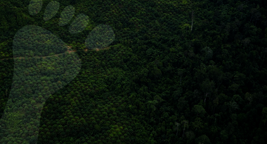 Bild aus der Vogelperspektive: Eine Plantage grenzt an den Regenwald