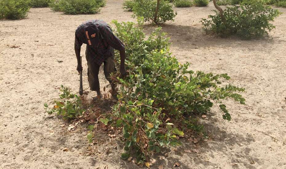 Senegal_farmer_pruning.jpg