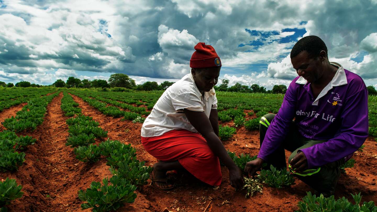 Das Agricultural Business Center (ABC) stärkt Kleinbäuer*innen in Gokwe South, Simbabwe.