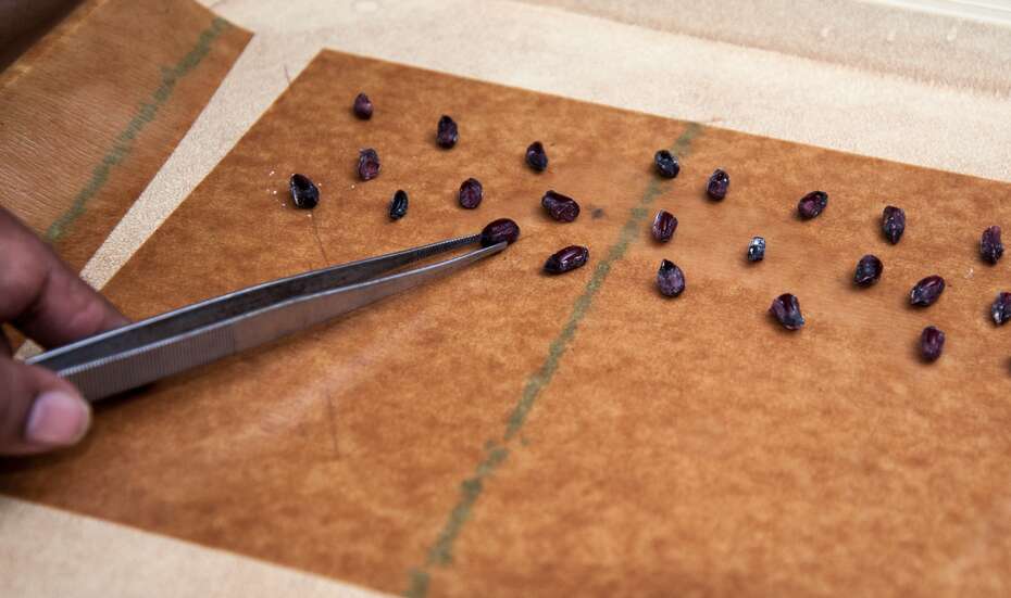 Saatgut_Germination_ICRISAT.jpg