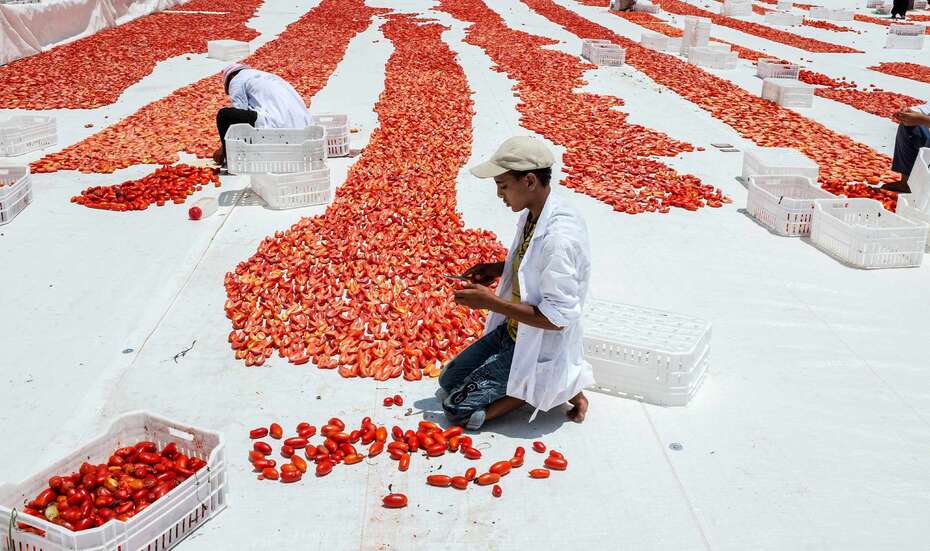 Food_loss_Egypt_tomatos.jpg