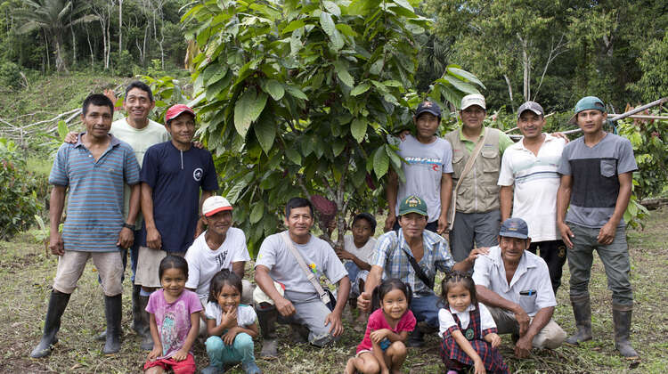 Eine Kakaofarm in Peru.
