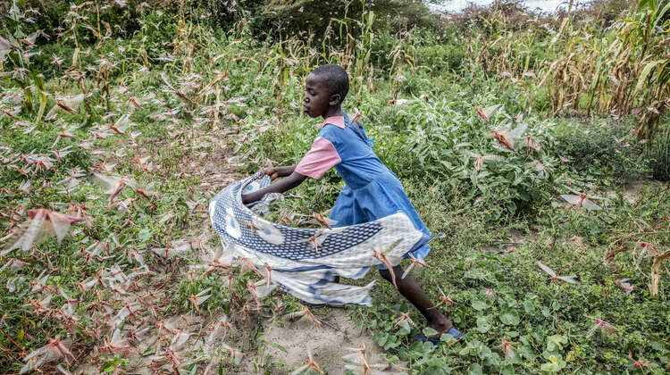 2020_Kenia_Heuschrecken_Kenia.jpg Heuschreckenplage in Kenia, 2020.