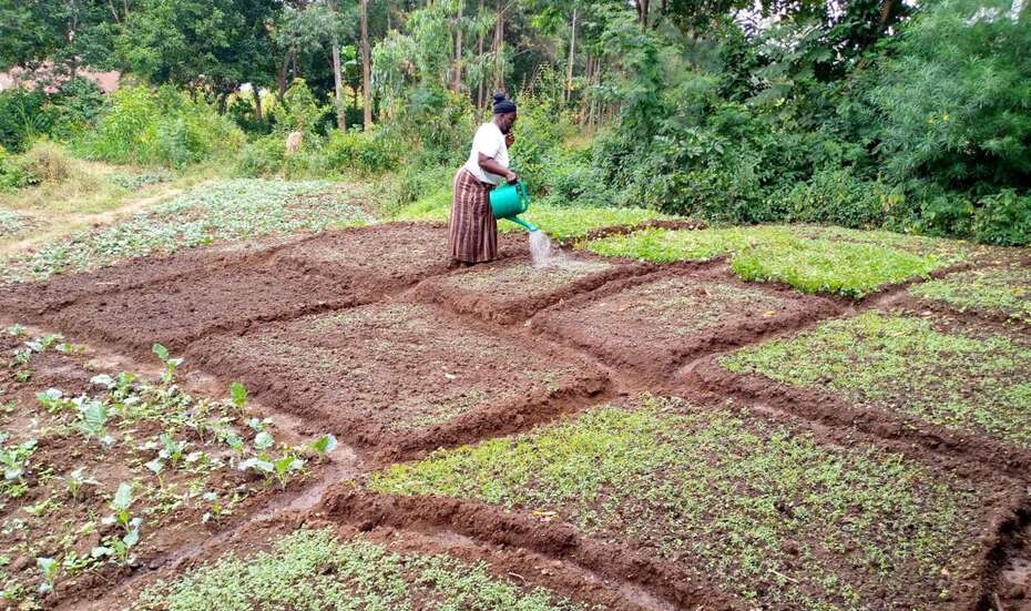 ROA_Kisumu_TA_regen_agri.jpg