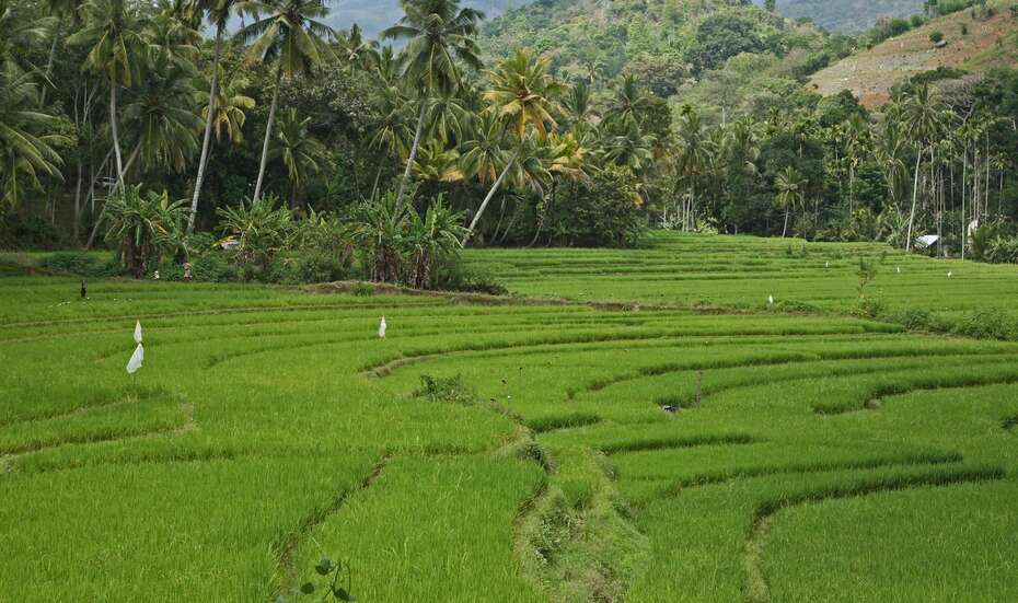 Sri_Lanka_Reis.jpg