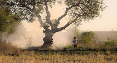 Eine Frau aus Madagaskar steht unter einem großen Baum. Sie ist von hinten zu sehen. 