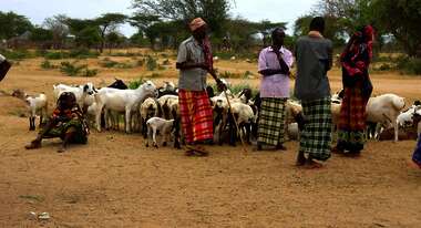 Impfung von Schafen und Rinder in Waldena, Kenia