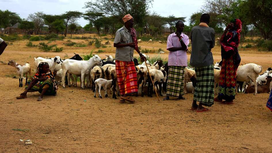 Impfung von Schafen und Rinder in Waldena, Kenia
