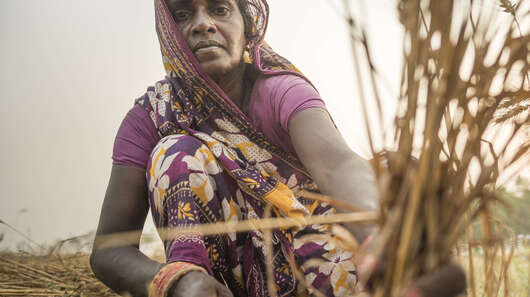 Eine Frau bei der Getreidernte in Nepal - helfen Sie bei der Ernährungssicherung und spenden Sie für Asien.