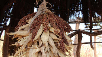 Sorghum