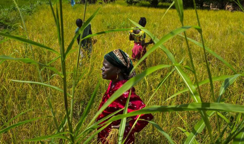 Bäuerinnen_Sierra_leone_GLP.jpg Frauen stehen auf einem Feld.