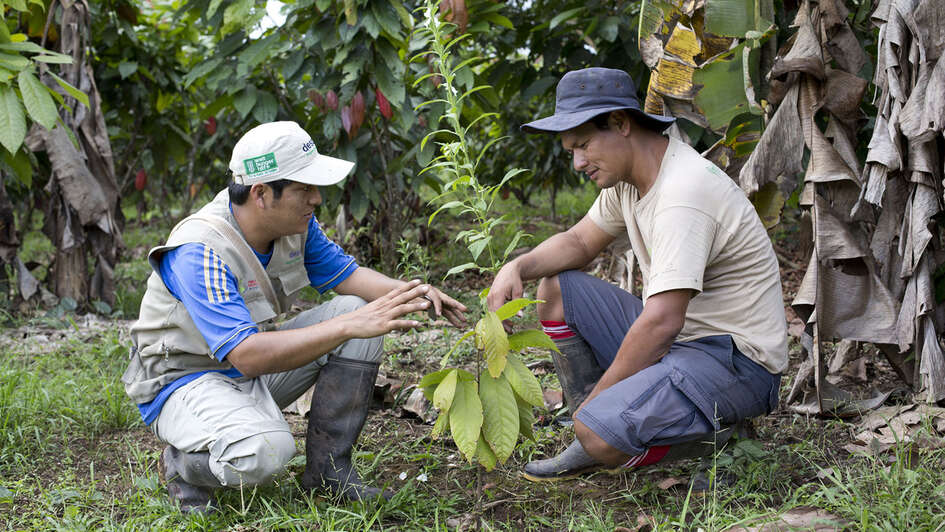 Biologischer Kakaoanbau in Peru