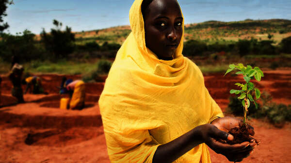 Woman holding tree sapling in her palms