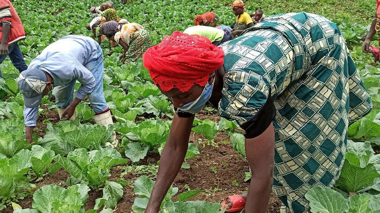 2021-congo-projektteilnehmer-feldarbeit-tuungane.jpg Eine Gruppe von Menschen bei der Kartoffelernte, Kongo 2021.