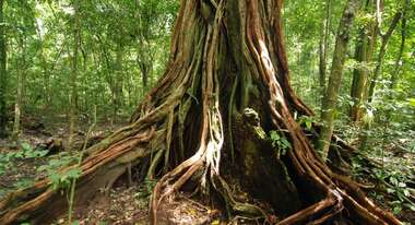 Regenwald Gabun