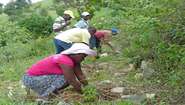 Bauern kämpfen gegen die Folgen des Klimawandels Bäuerinnen und Bauern bauen einen kleinen Steinwall zum Schutz gegen Erosion auf Haiti.