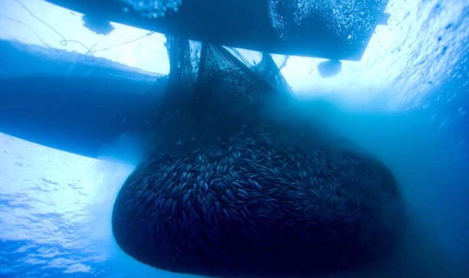 skipjack_tuna_purse_seiner_kl.jpg