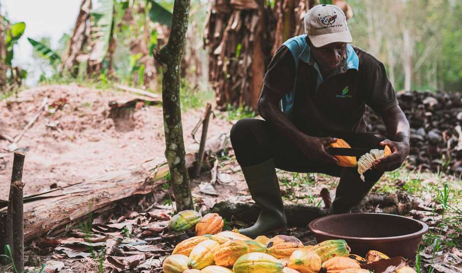 Tony_s_Chocolonely_cocoa_farmer_Ivory_Coast_6.jpg Tony_s_Chocolonely_cocoa_farmer_Ivory_Coast