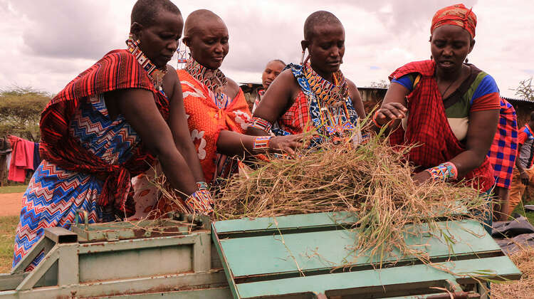 vier Frauen ernten Heu in Kenia