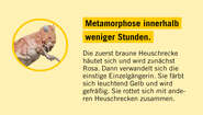 2020-illustration-heuschreckenposter-fact-03