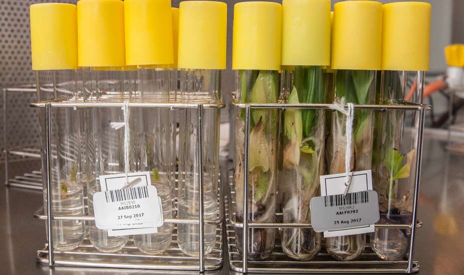 Saatgut_Musa_Germplasm_Bananas.jpg