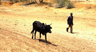 Ein Bauer und eine Kuh suchen nach Wasser, Kenia 2021. 